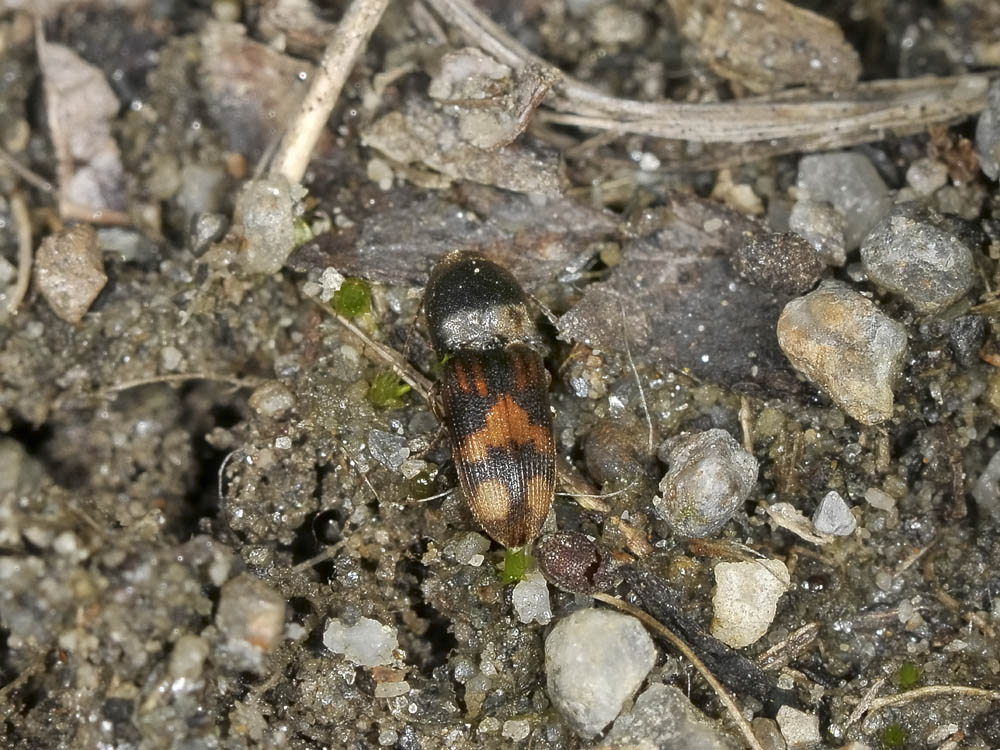 Drasterius bimaculatus (Elateridae)
